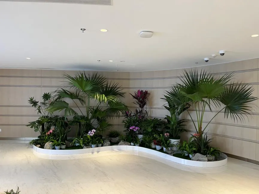 前湾绿植租摆专业